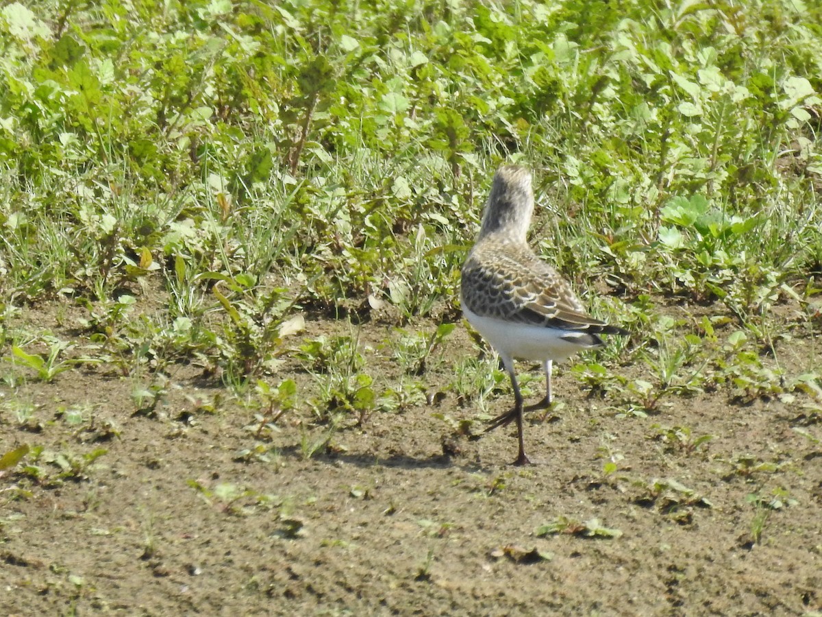 Curlew Sandpiper - ML291451181