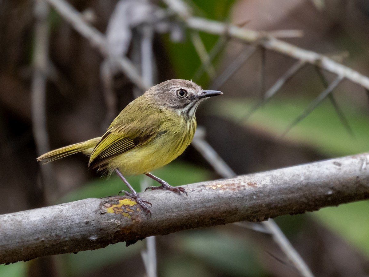 Stripe-necked Tody-Tyrant - ML291451541