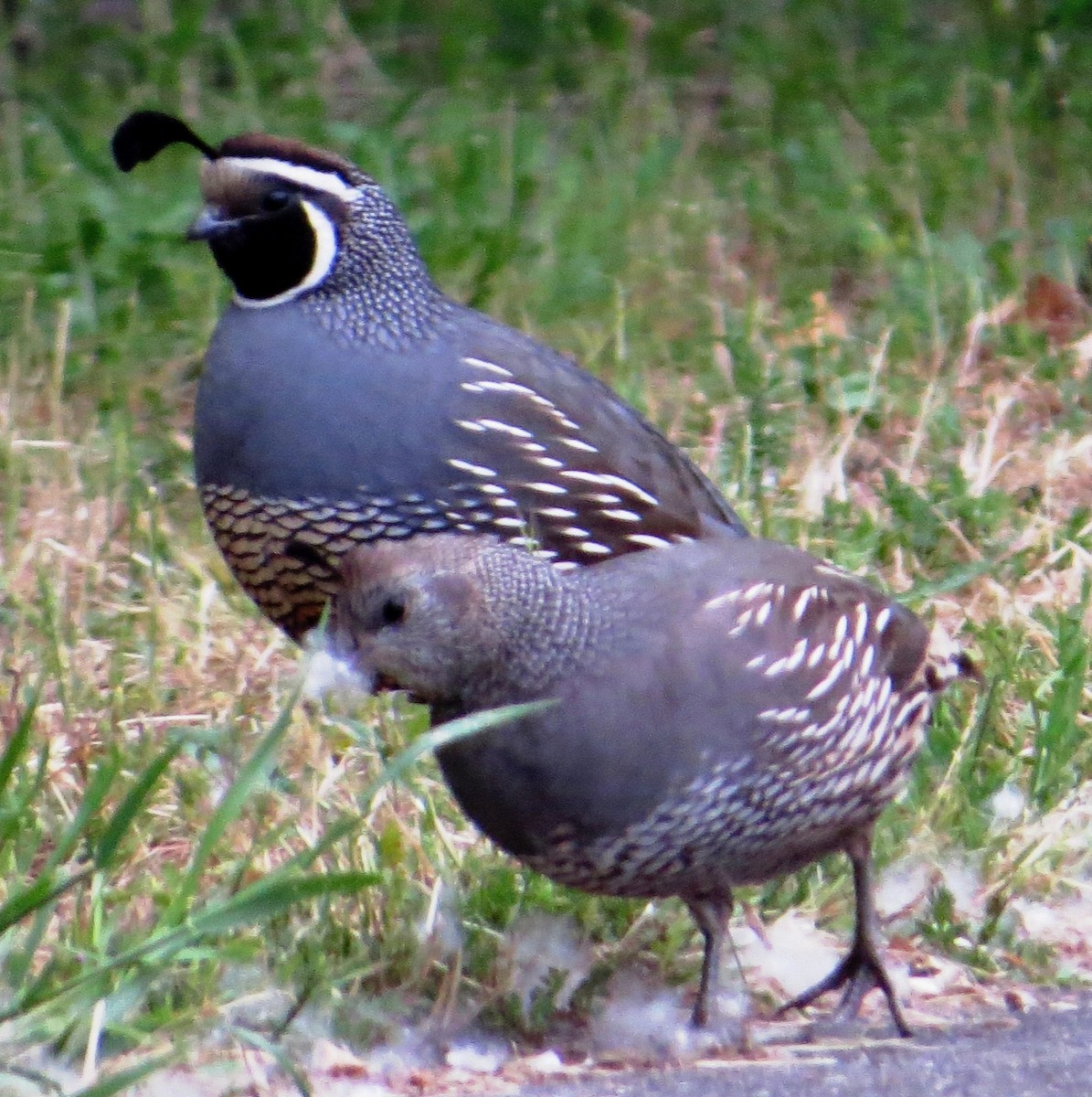 California Quail - ML29145161