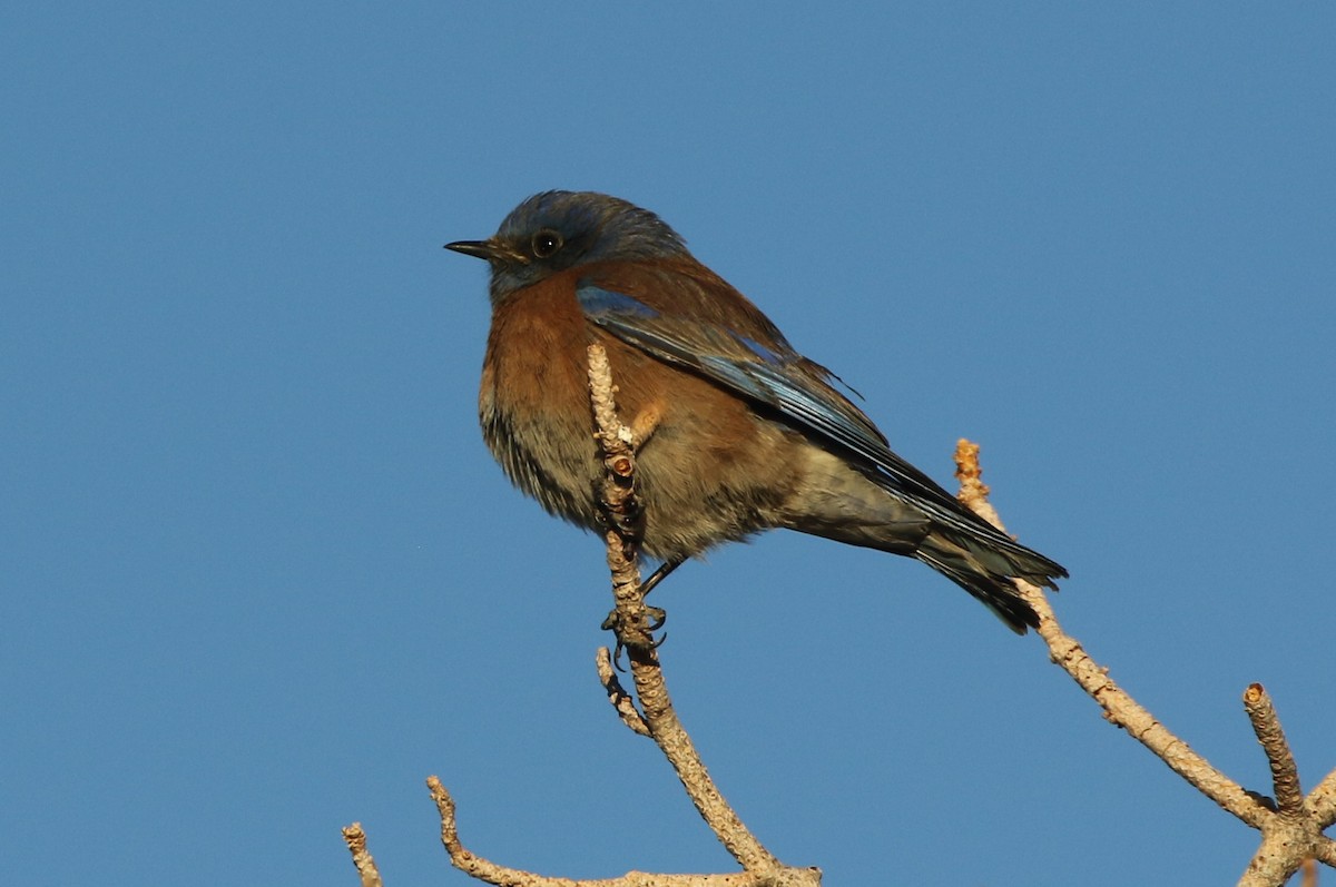 Blaukehl-Hüttensänger - ML291453211