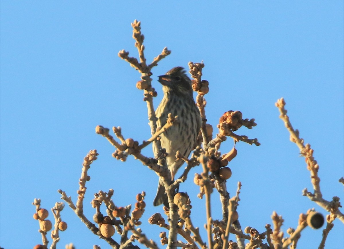 Cassin's Finch - ML291453371