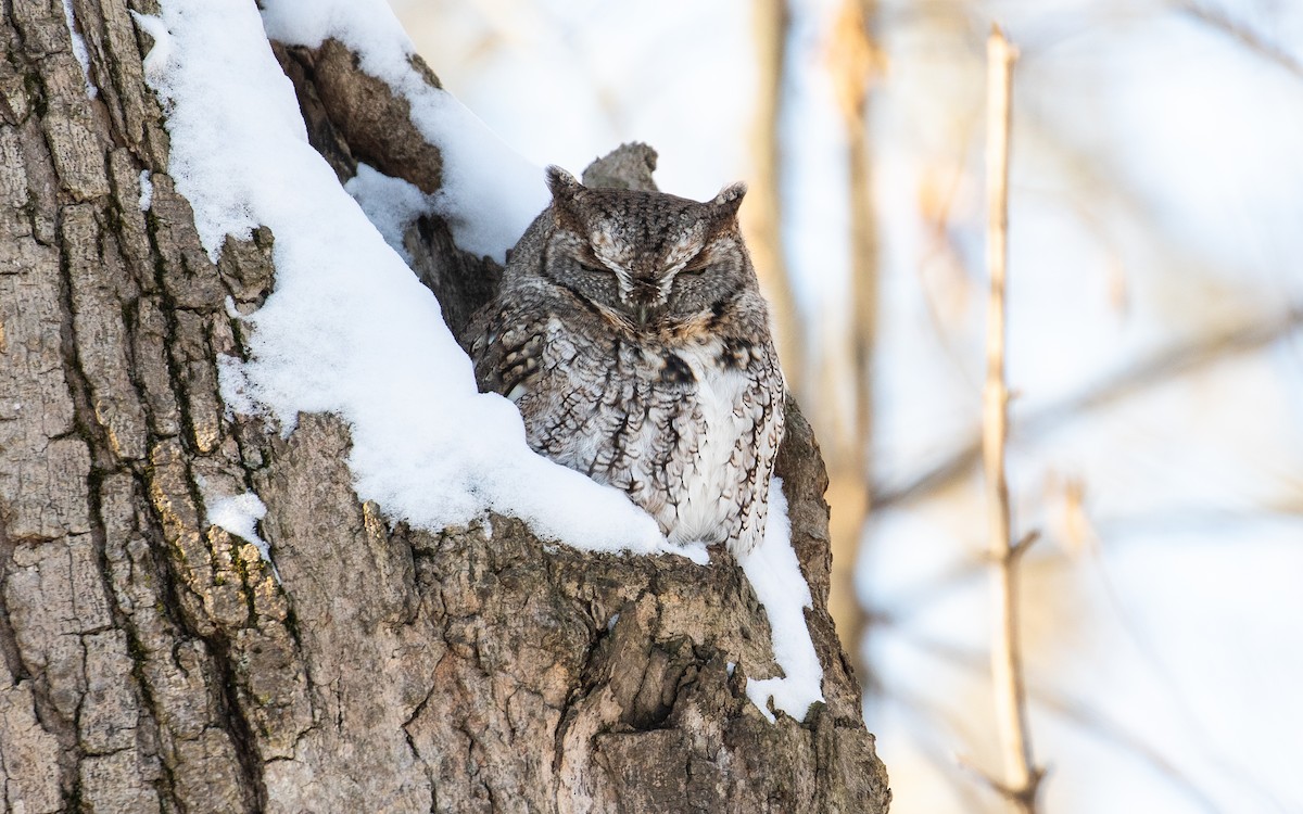 Eastern Screech-Owl - James Kennerley