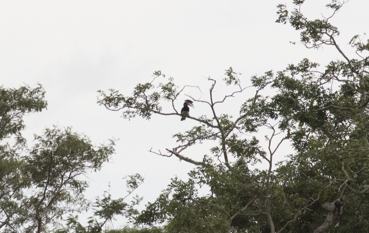 Malabar Pied-Hornbill - ML291455311