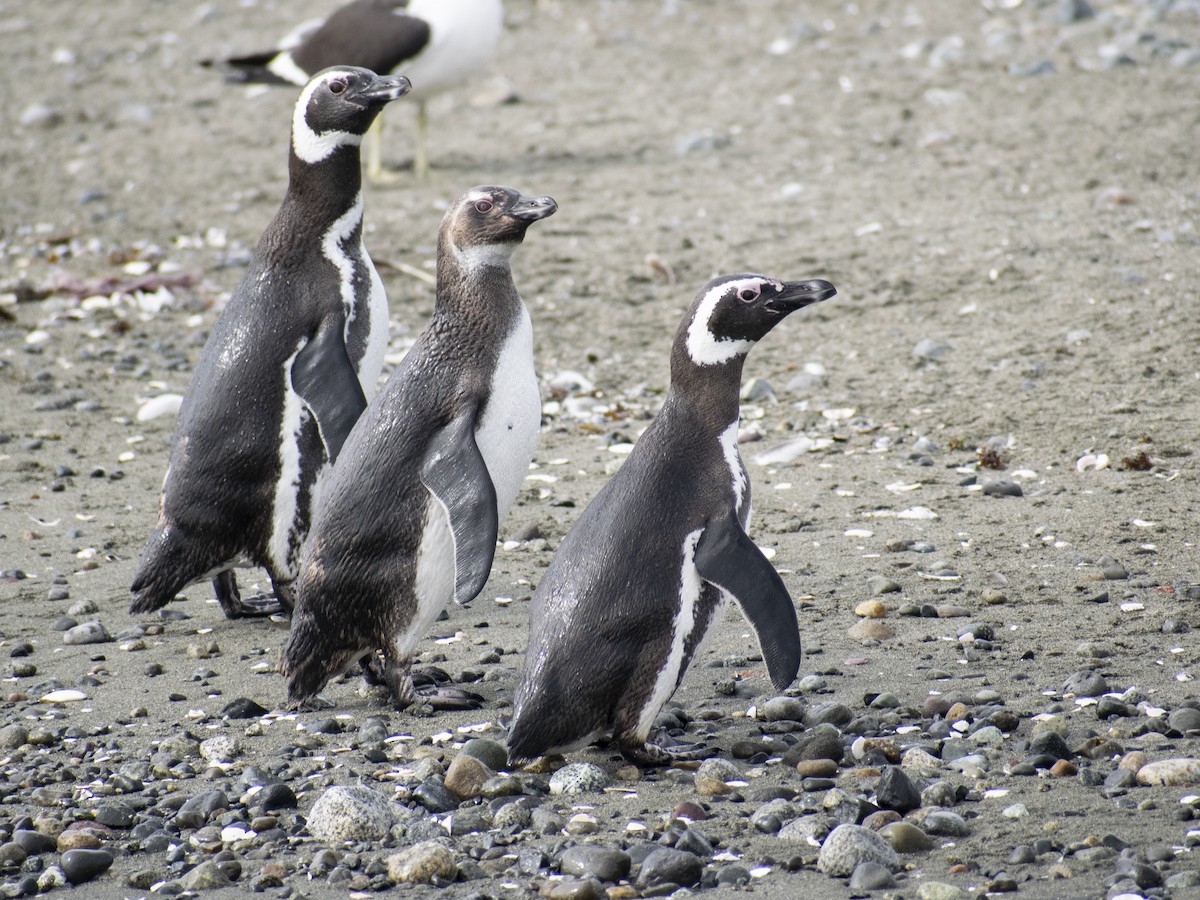 Pingüino Magallánico - ML291456271