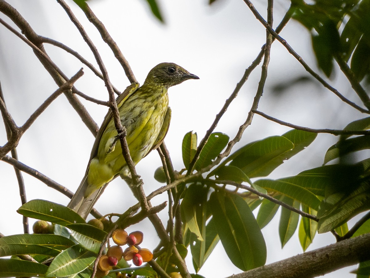 Bearded Bellbird - Héctor Bottai