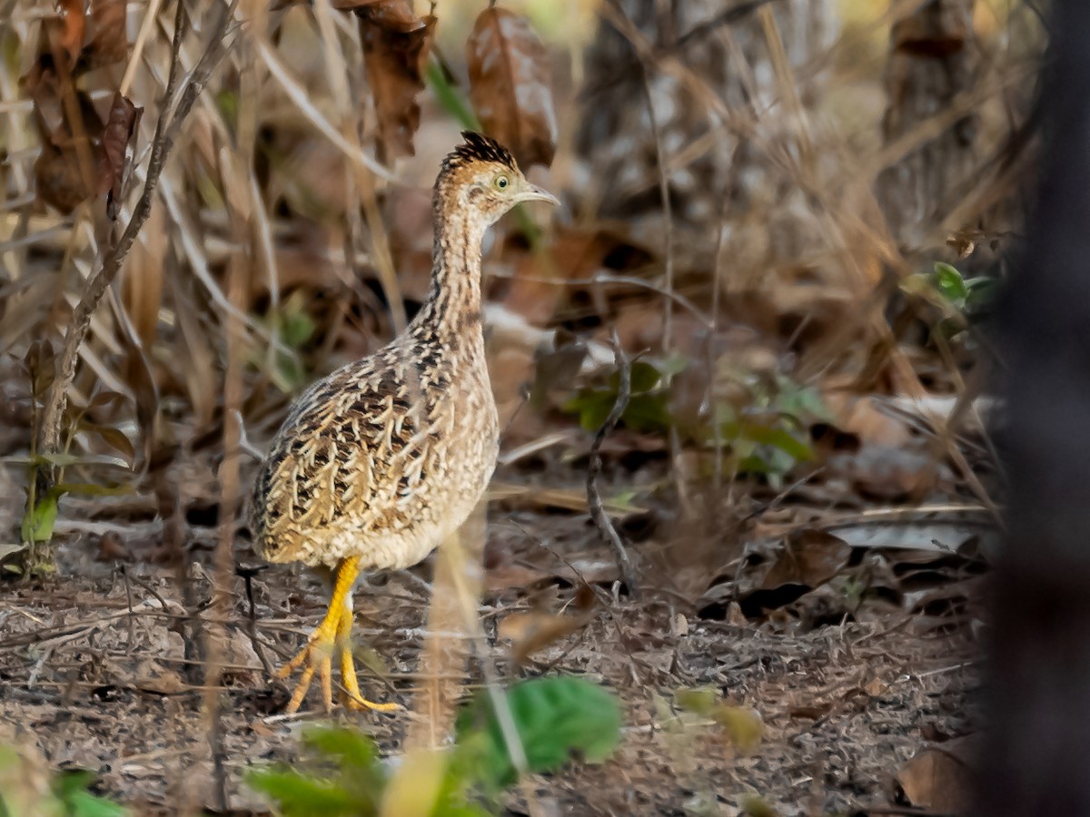 White-bellied Nothura - Héctor Bottai