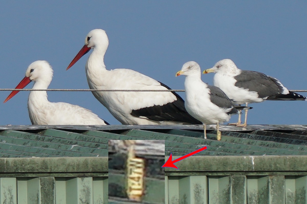 Lesser Black-backed Gull - ML291461901