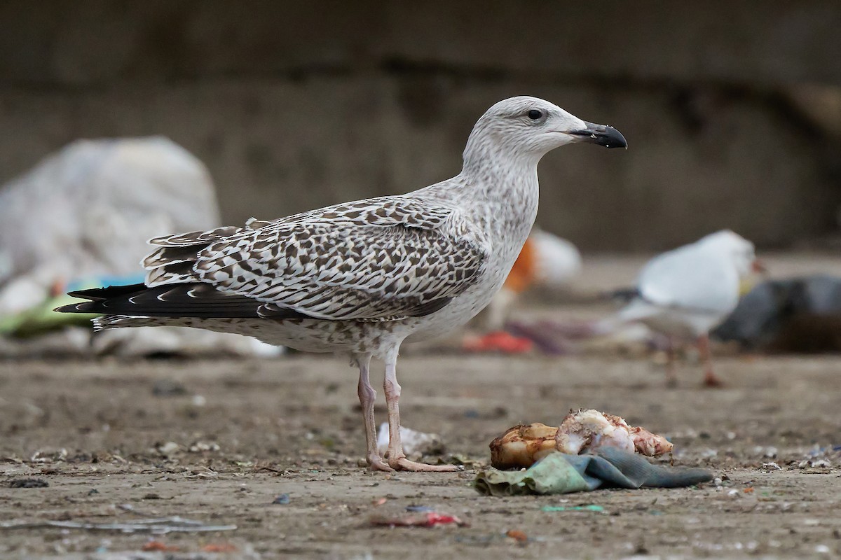 Great Black-backed Gull - ML291461991