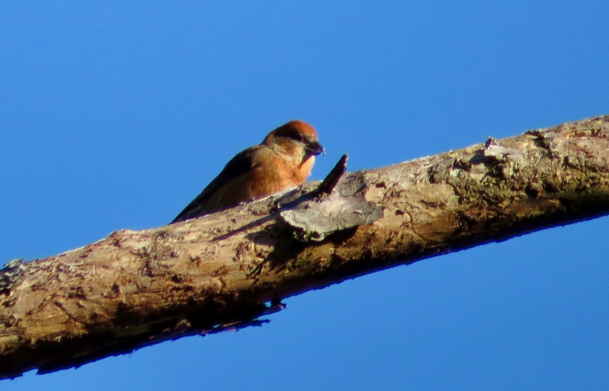 Red Crossbill - ML291463551