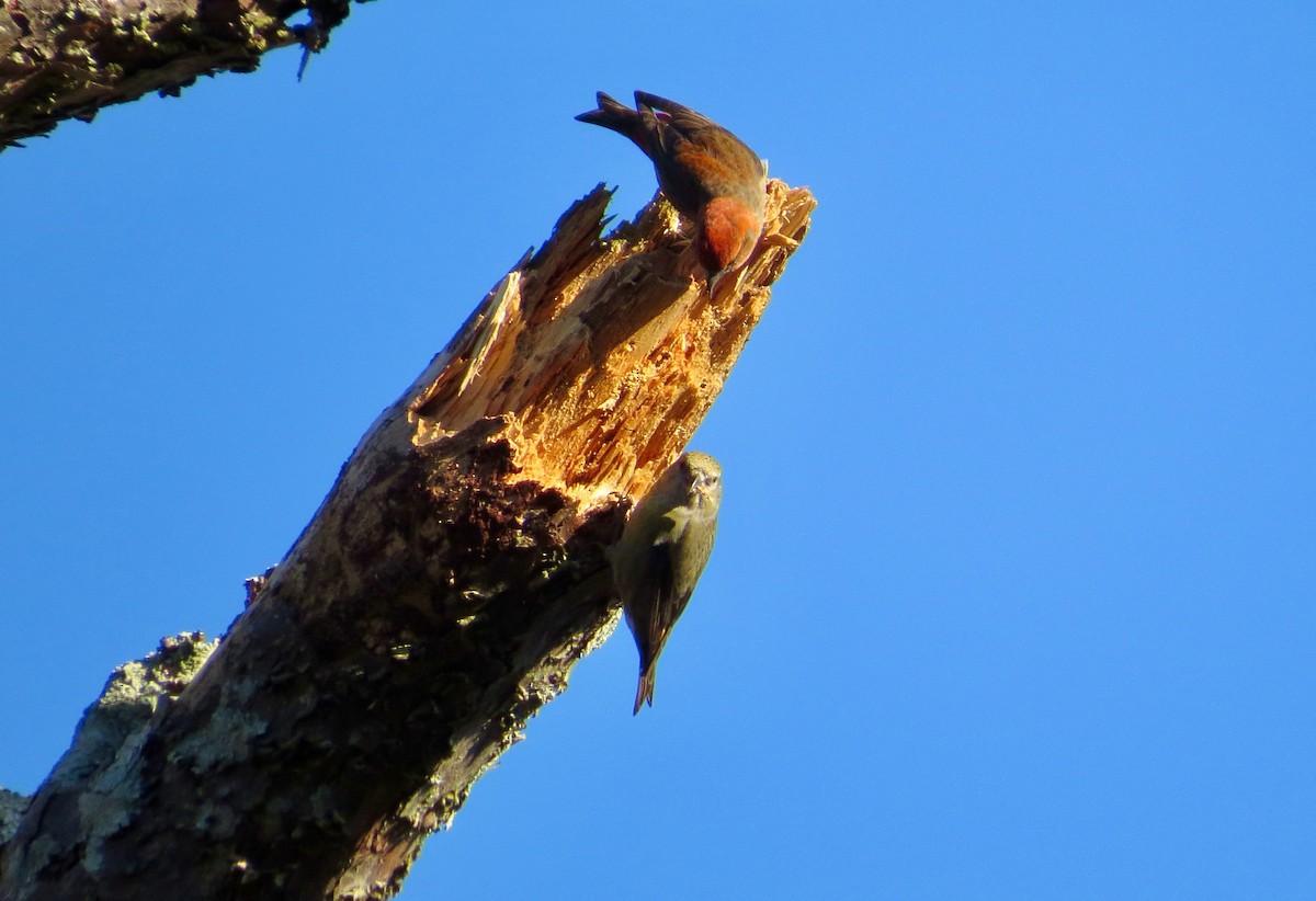 Red Crossbill - ML291463561