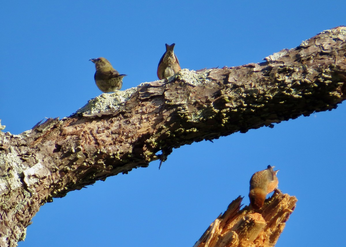 Red Crossbill - ML291463571