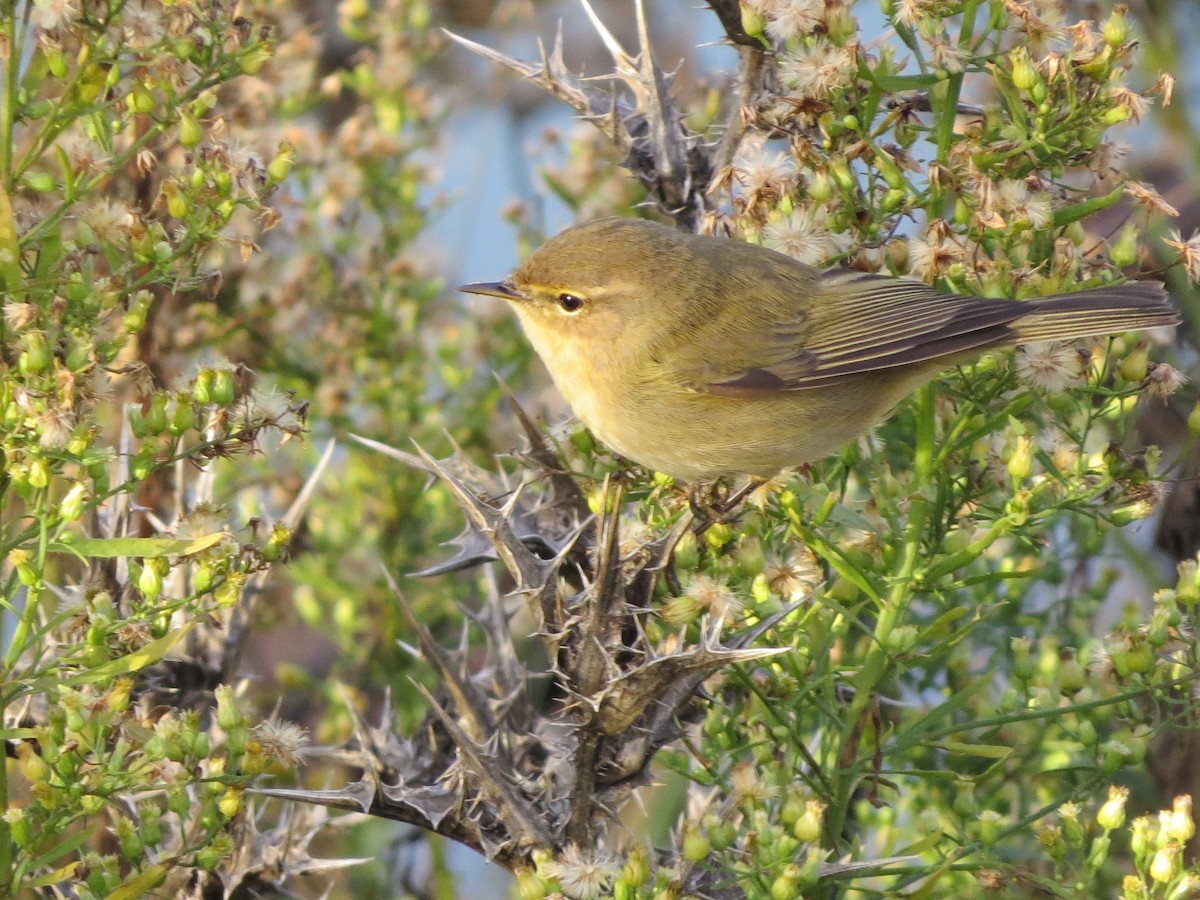 Common Chiffchaff - ML291464941