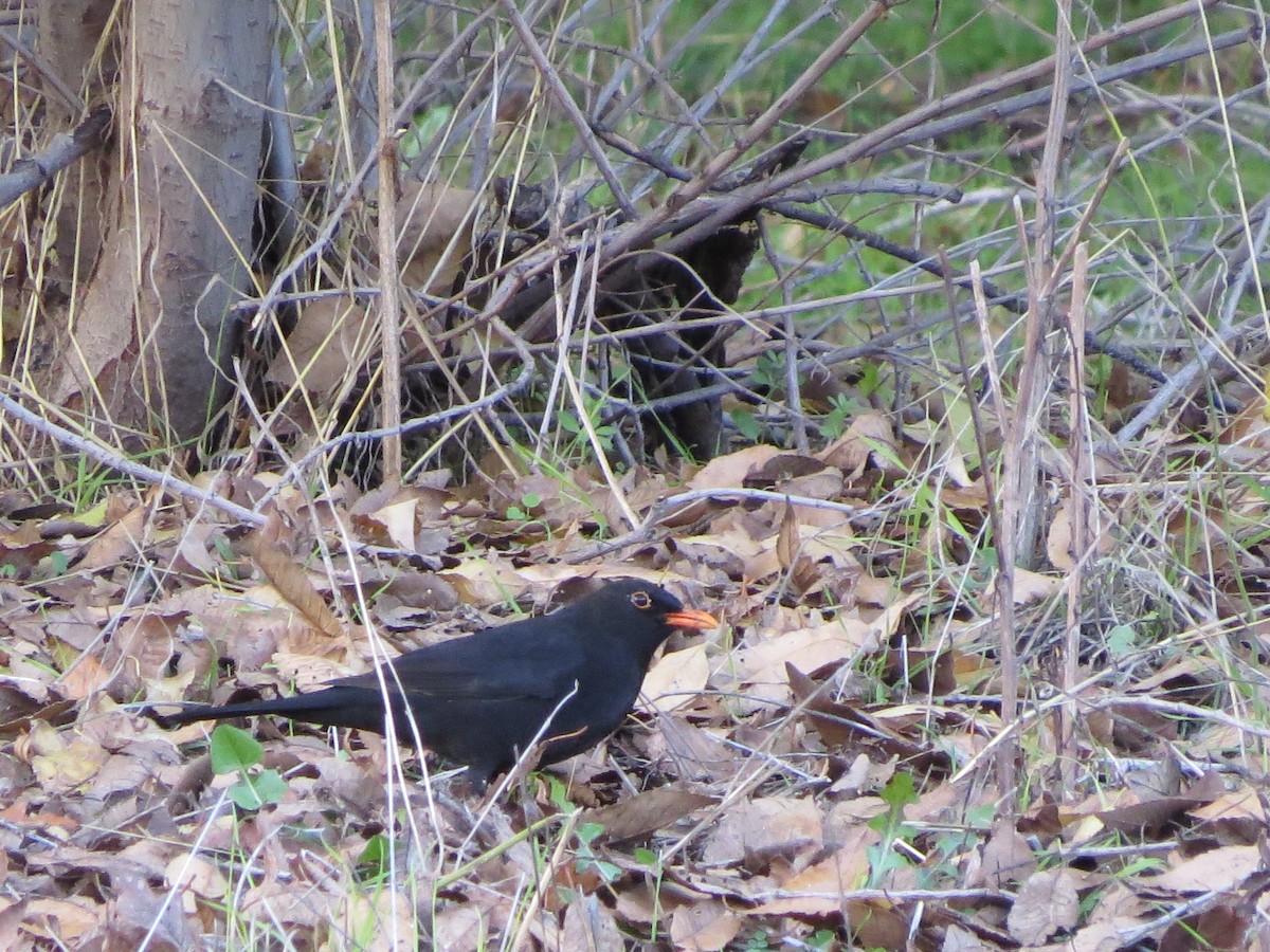 Eurasian Blackbird - ML291465211