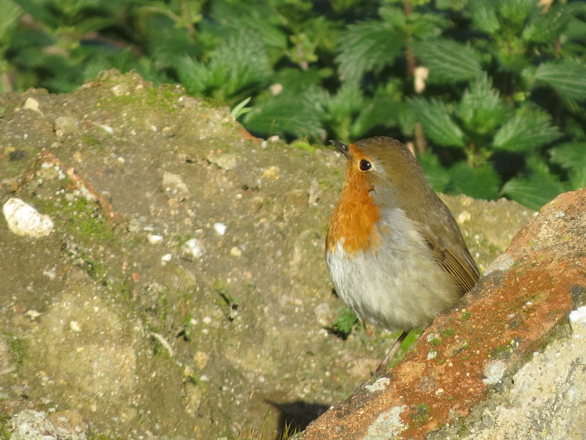 European Robin - ML291465281