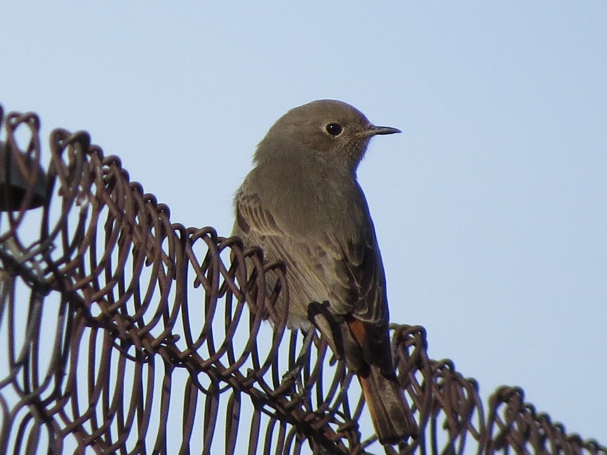 Black Redstart - ML291465391