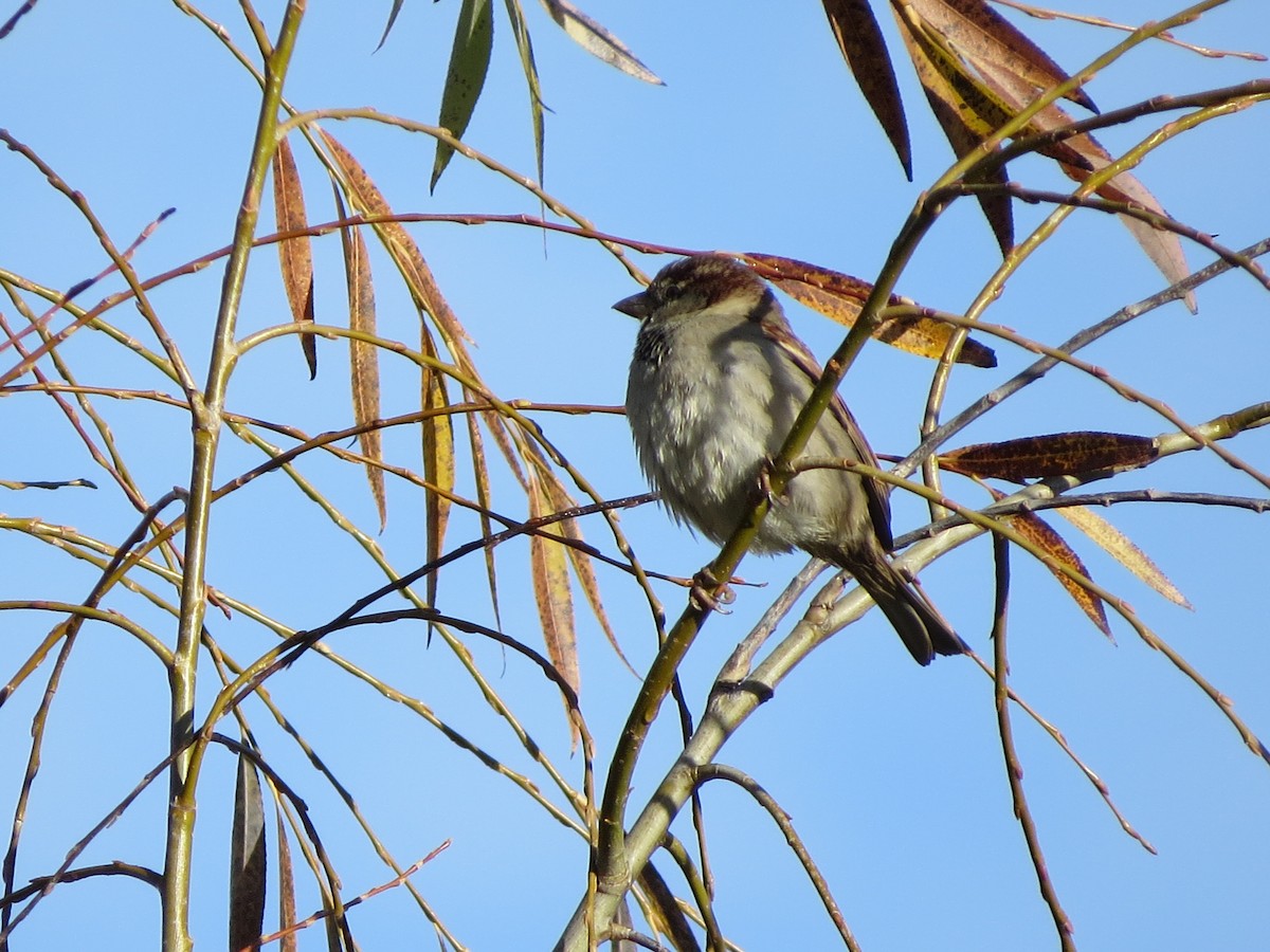 Moineau domestique - ML291465471