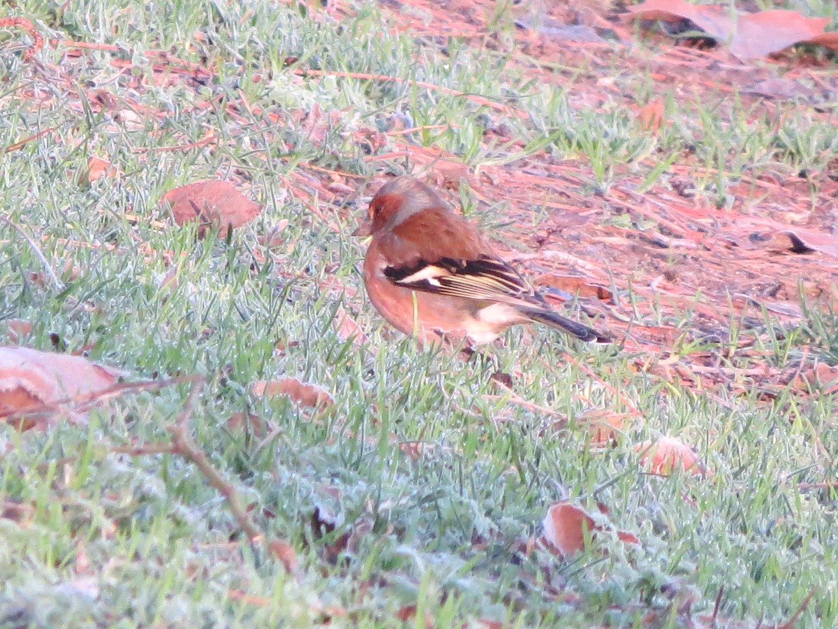 Common Chaffinch - ML291465751