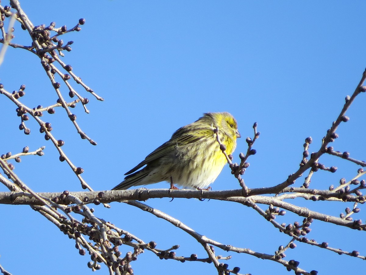 European Serin - ML291465931