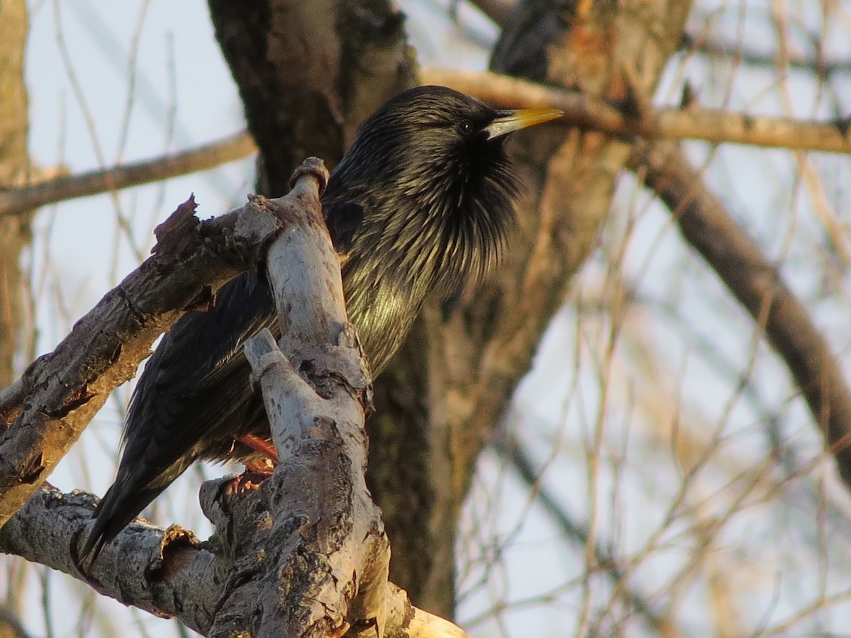 Spotless Starling - ML291467351