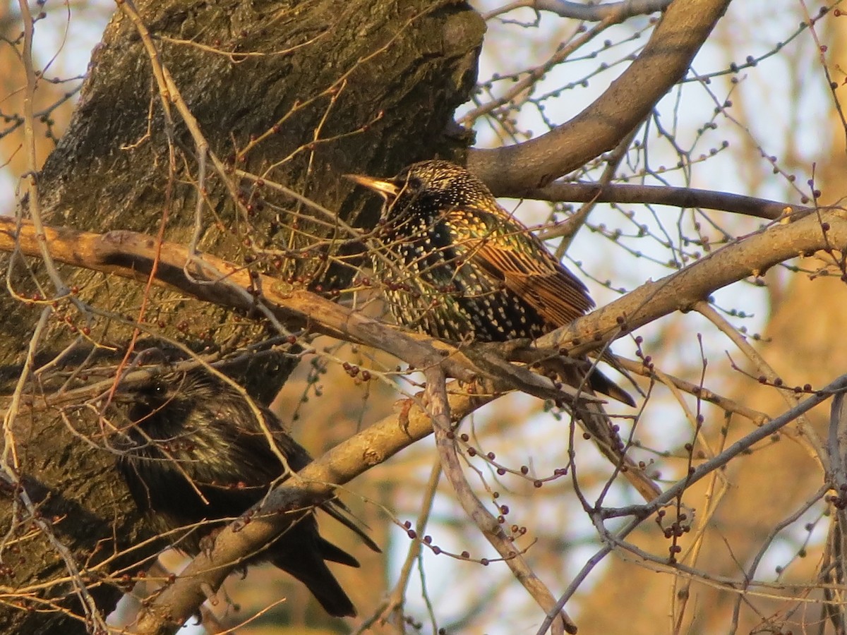 European Starling - ML291467441