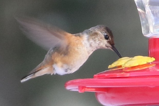Allen's Hummingbird - Emily Rottino