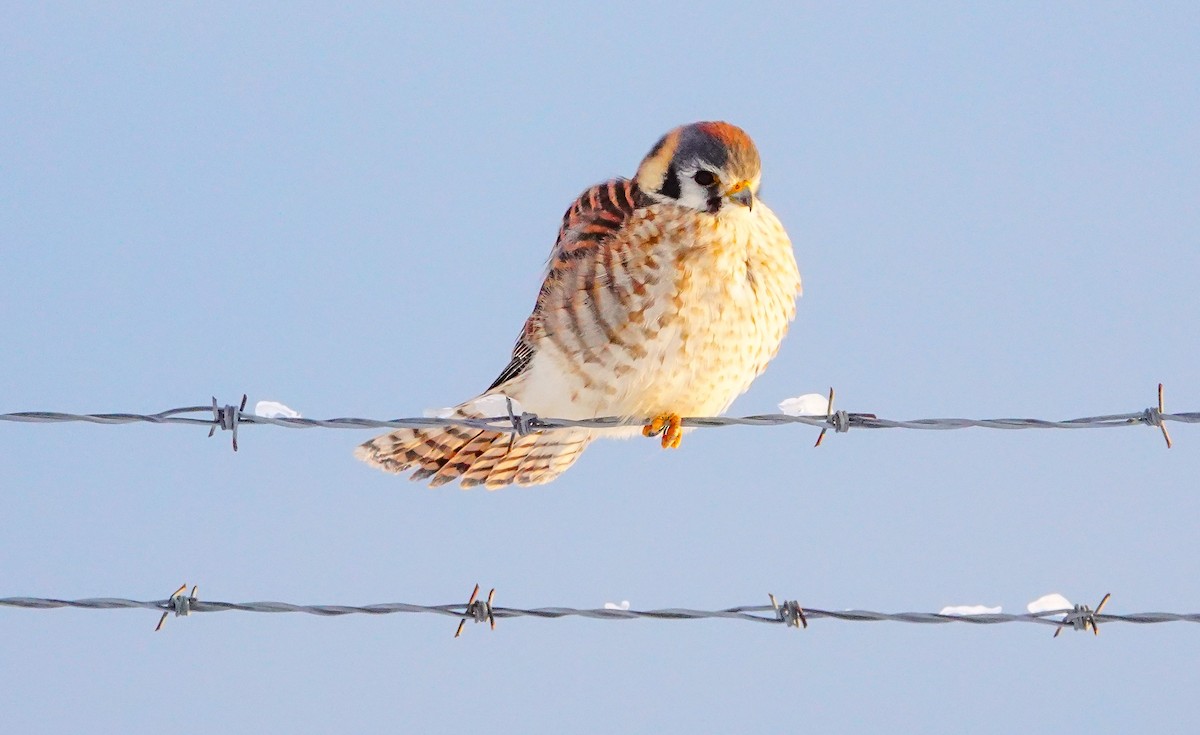 American Kestrel - Gale VerHague