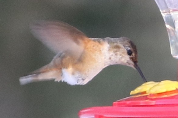 Allen's Hummingbird - Trudy Rottino