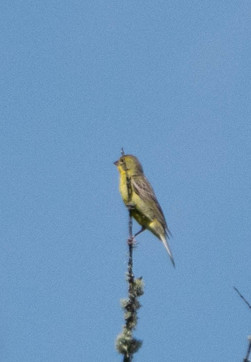 Grassland Yellow-Finch - ML291471411