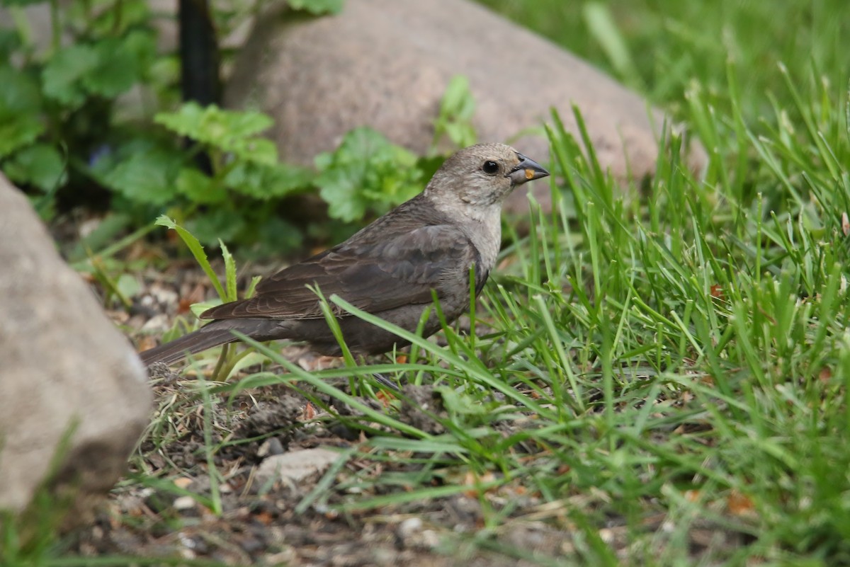 Brown-headed Cowbird - ML29147171