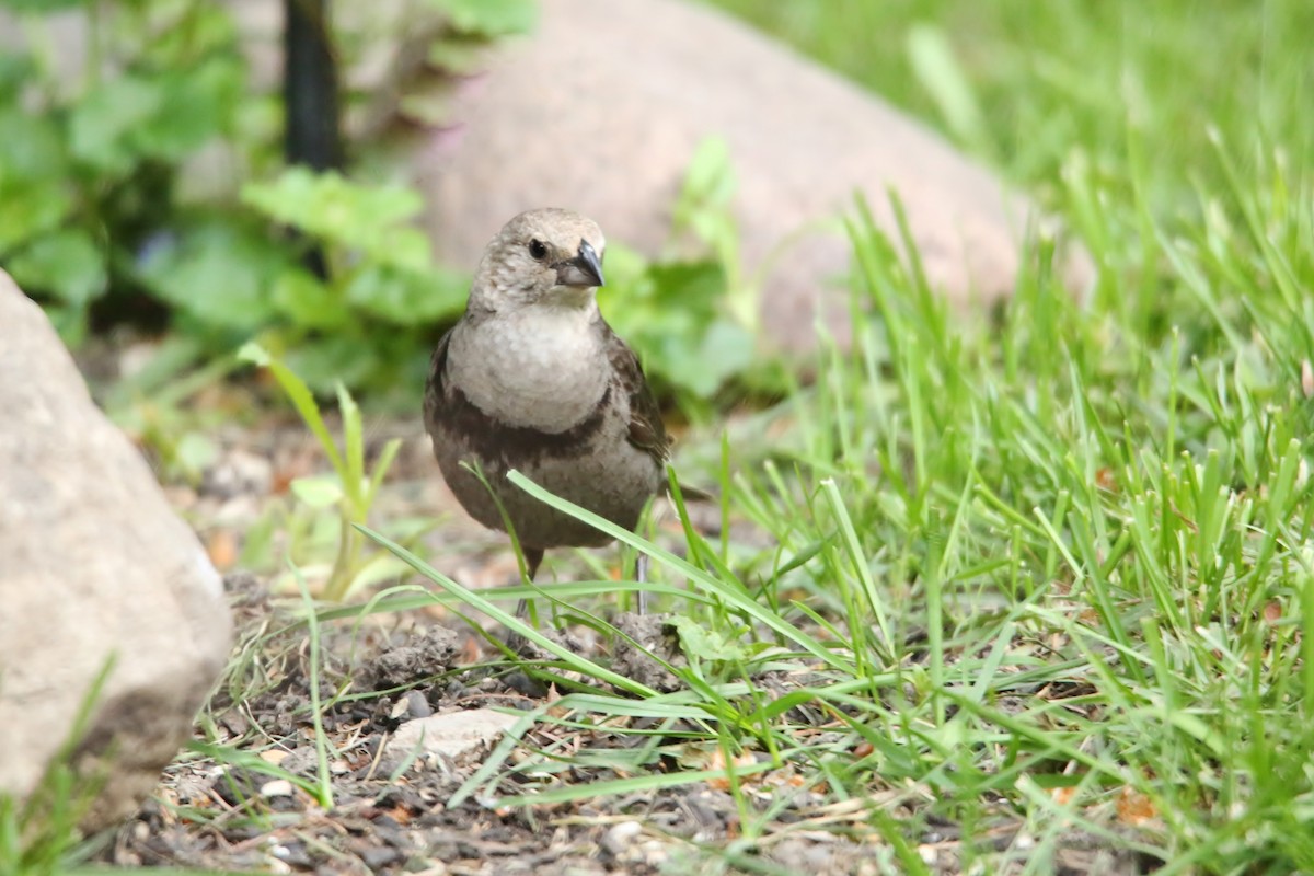 Brown-headed Cowbird - ML29147181