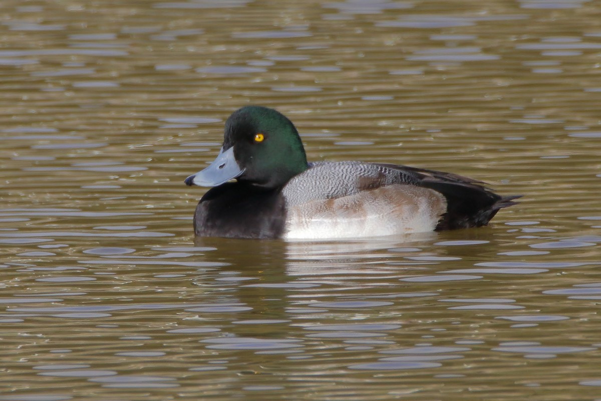 Greater Scaup - ML291472101