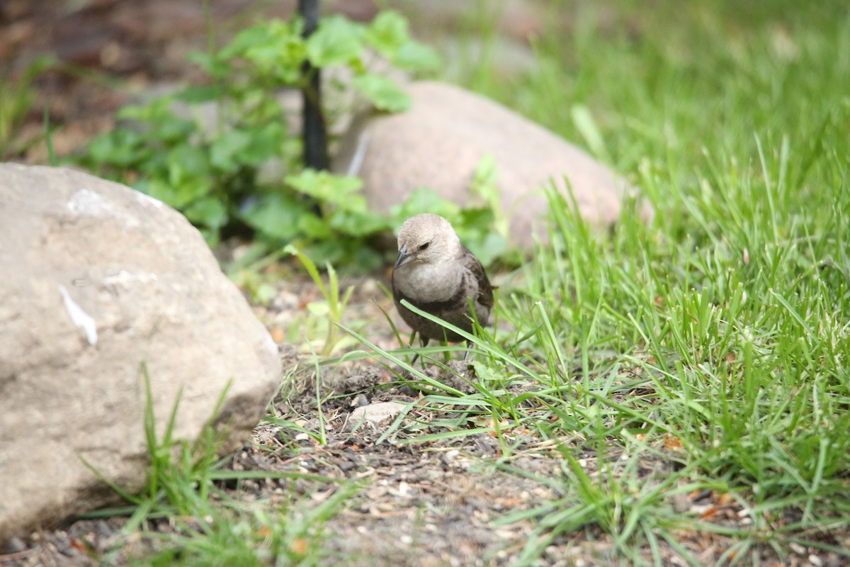 Brown-headed Cowbird - ML29147221