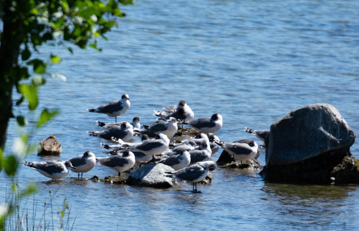 Franklin's Gull - ML291472841