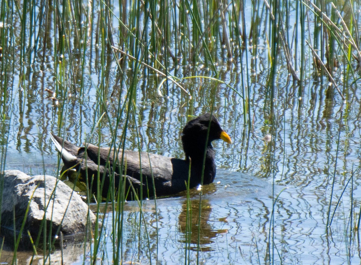 Red-fronted Coot - ML291472961