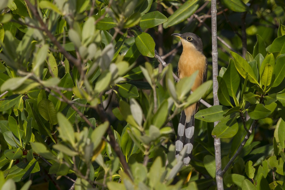 Mangrove Cuckoo - ML291473411