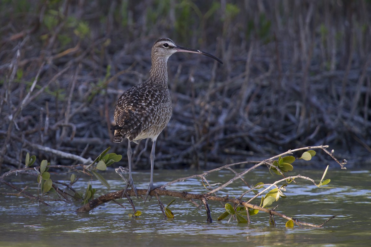 Whimbrel - ML291473591