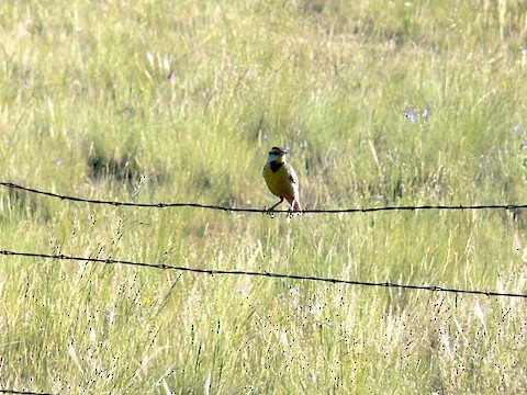 Chihuahuan Meadowlark - ML291473721