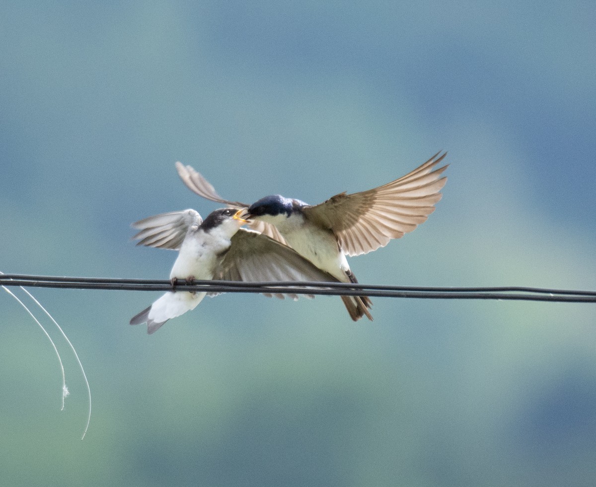 Chilean Swallow - Diego Villagran