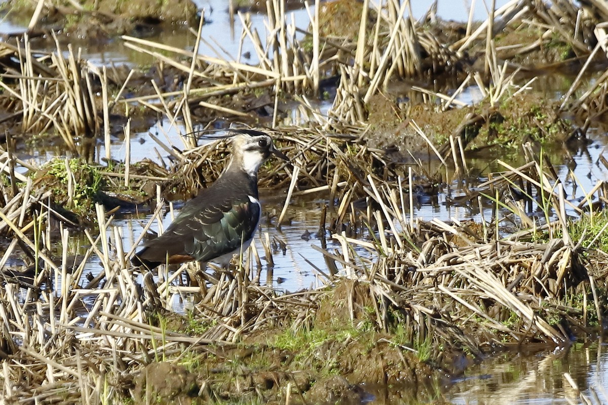 Northern Lapwing - Manuel Gomez Carvajal