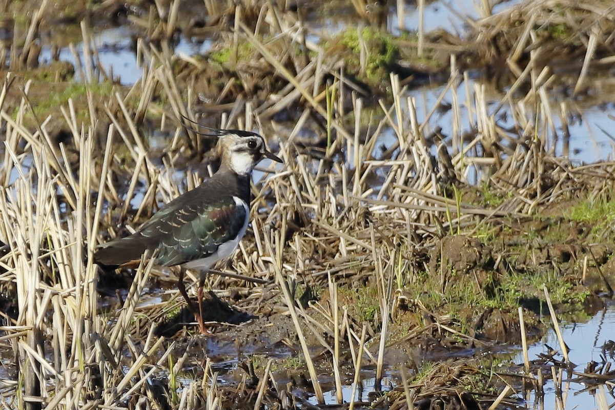 Northern Lapwing - Manuel Gomez Carvajal