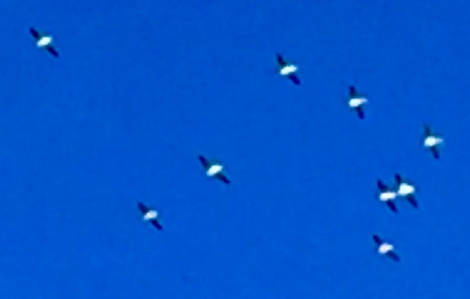 American White Pelican - ML291475081