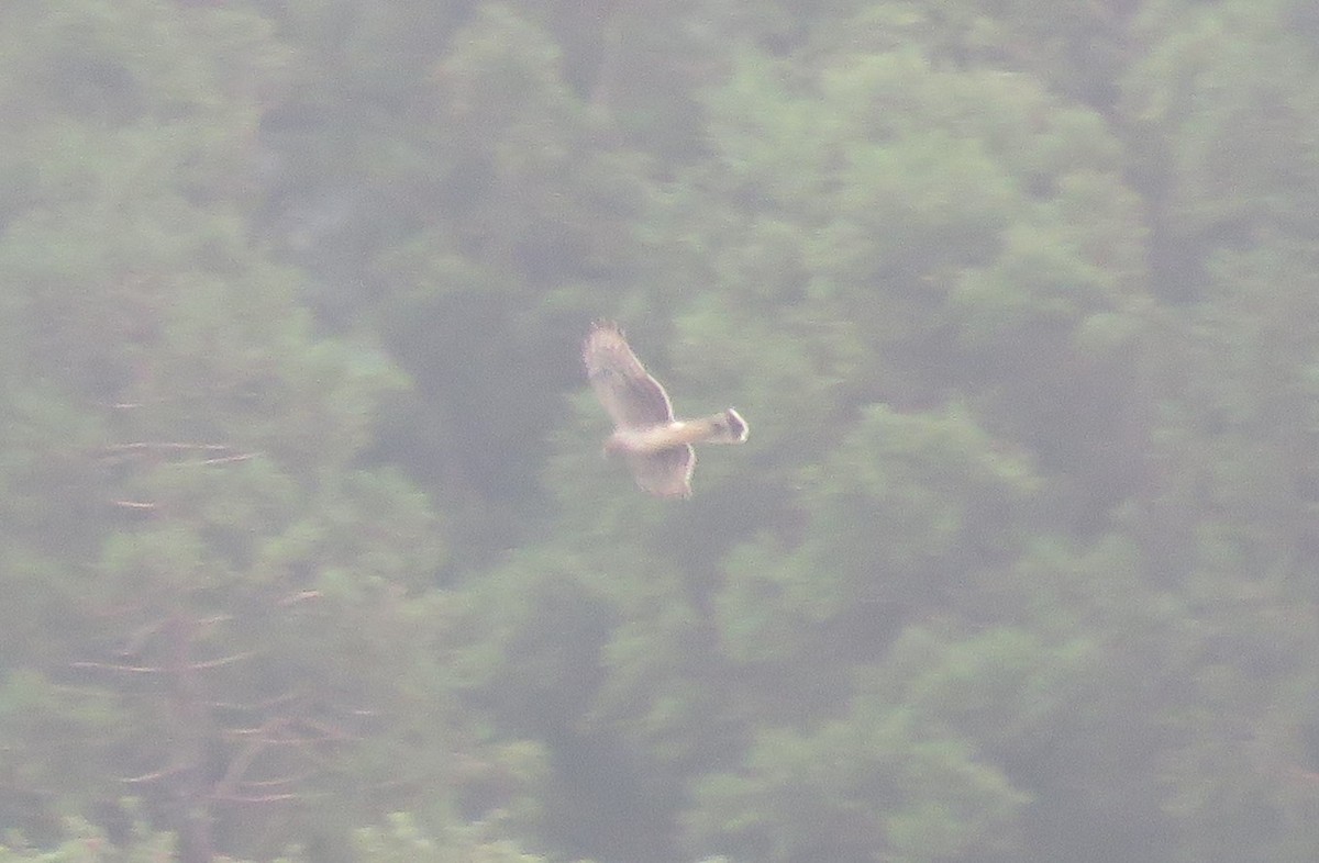 Northern Harrier - ML291475901