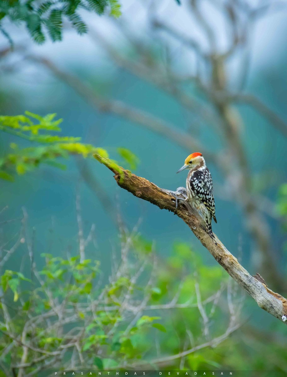 Yellow-crowned Woodpecker - prasanthdas ds