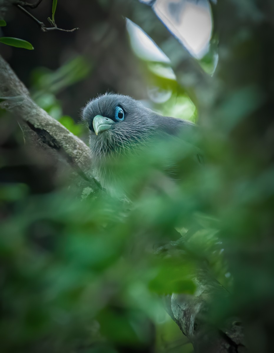 Blue-faced Malkoha - ML291477321