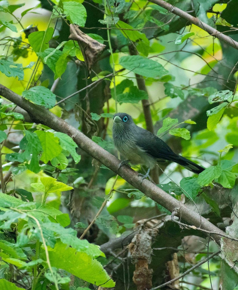 Blue-faced Malkoha - ML291477911