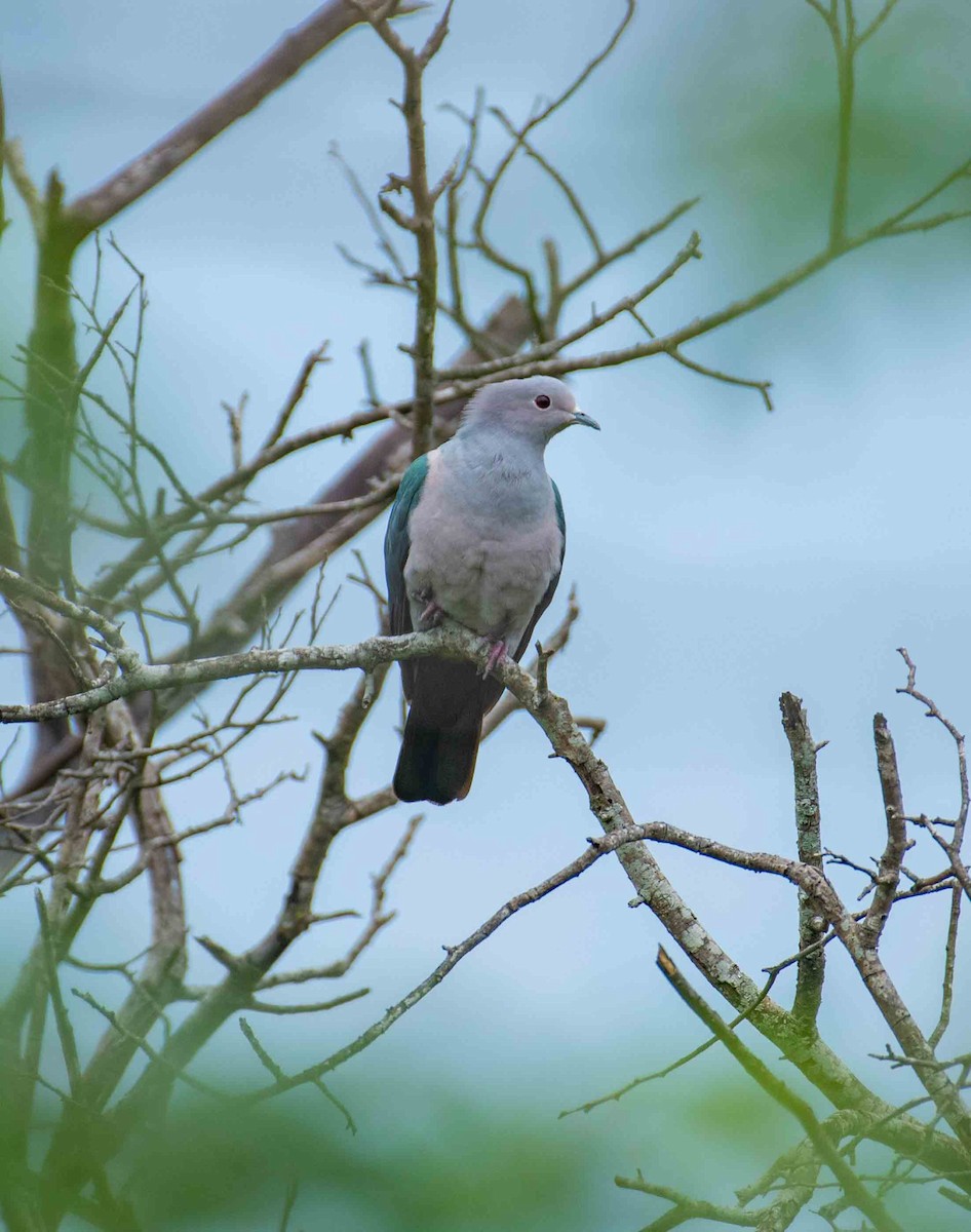 Green Imperial-Pigeon - prasanthdas ds