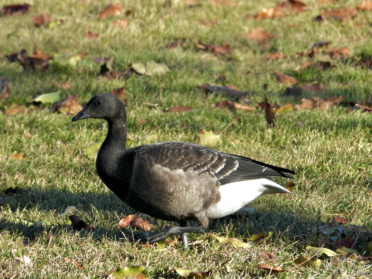 Казарка чорна (підвид nigricans) - ML291479531