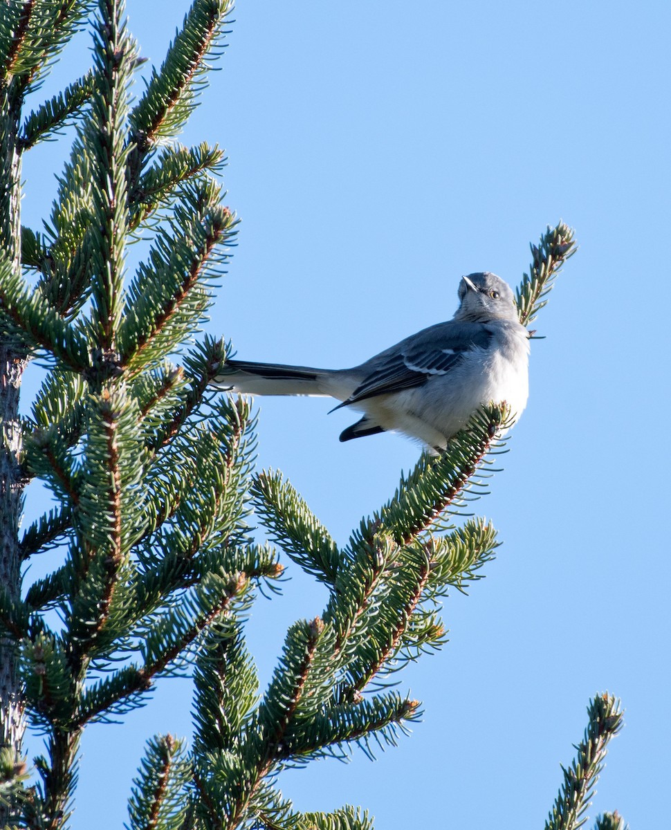 Northern Mockingbird - Tom Warren