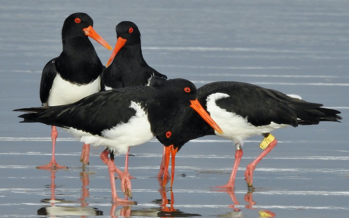 Pied Oystercatcher - ML29148081