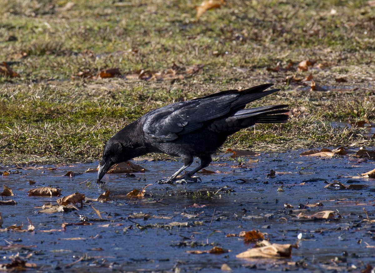 American Crow - ML291482151